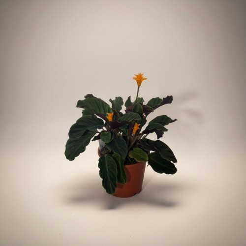 Calathea Crocata – Dua Çiçeği